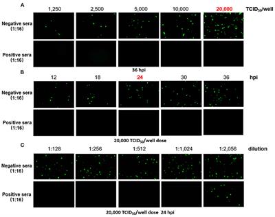 An Efficient and Rapid Assay for Detecting Neutralizing Antibodies Against Serotype 4 Fowl Adenovirus